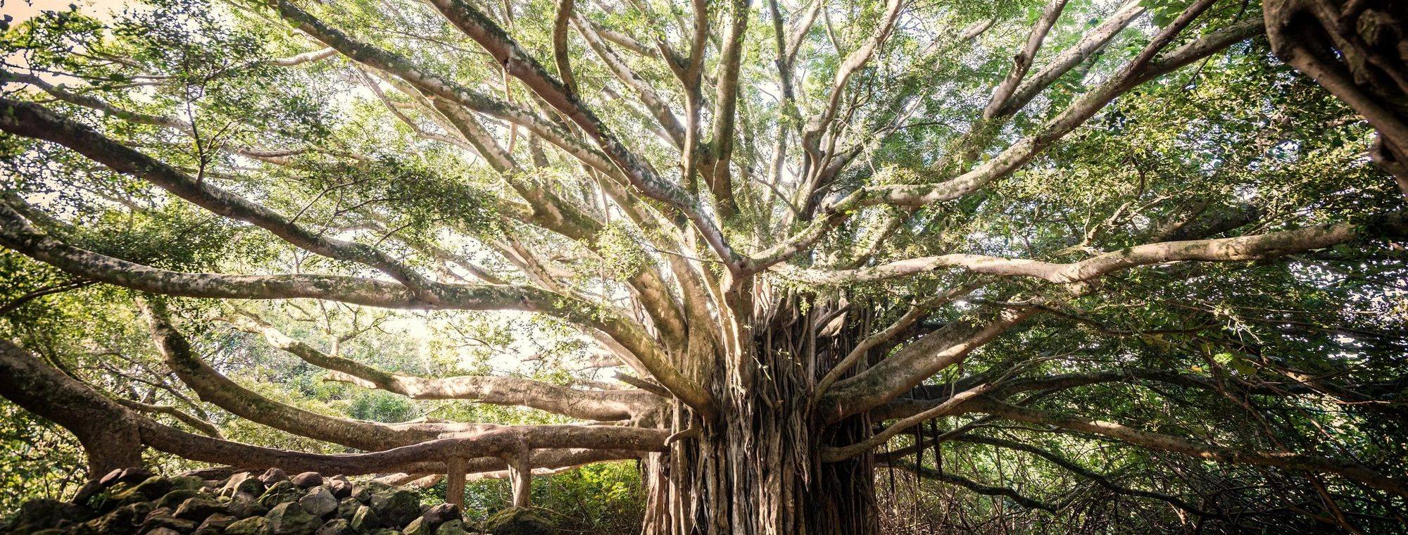 A banyan tree, its branches reaching wide